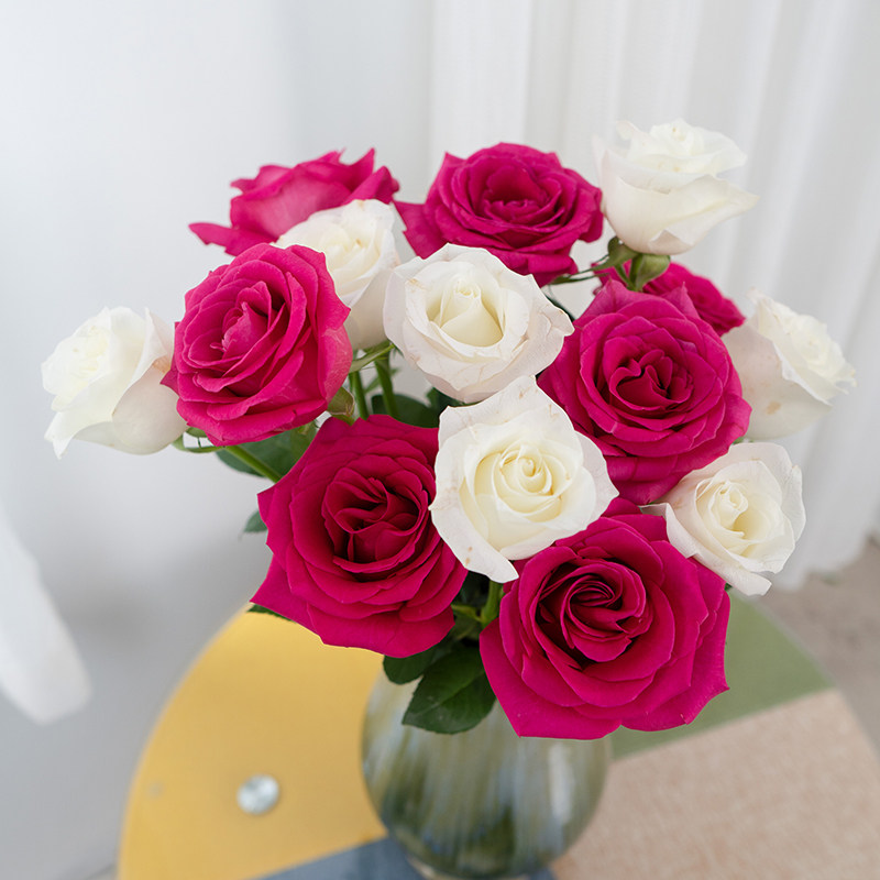 骄傲白雪山玫瑰鲜花云南昆明基地现采直发家庭水养鲜切花高原红,淘宝优惠券,粉丝福利购,淘宝优惠卷