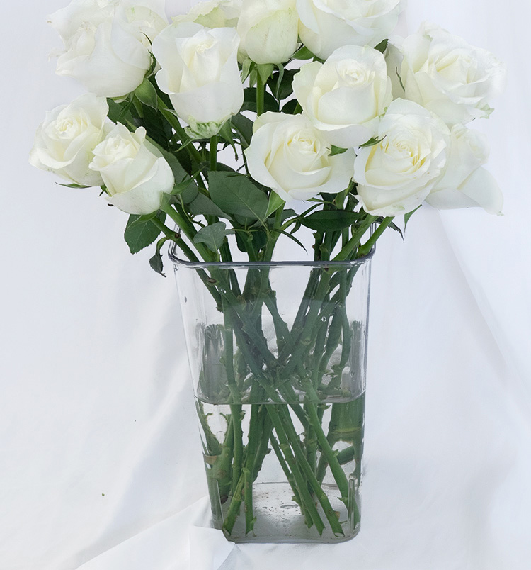 碎冰蓝骄傲白玫瑰鲜花云南基地直发真花鲜切花水养插瓶黑骑士喷色 - 图3