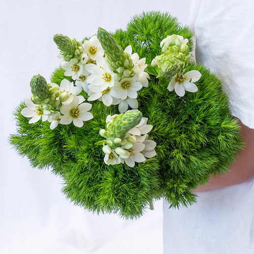 绿毛球鲜切花云南基地直发鲜切花圣心百合雀梅搭配插瓶水养常青 - 图3