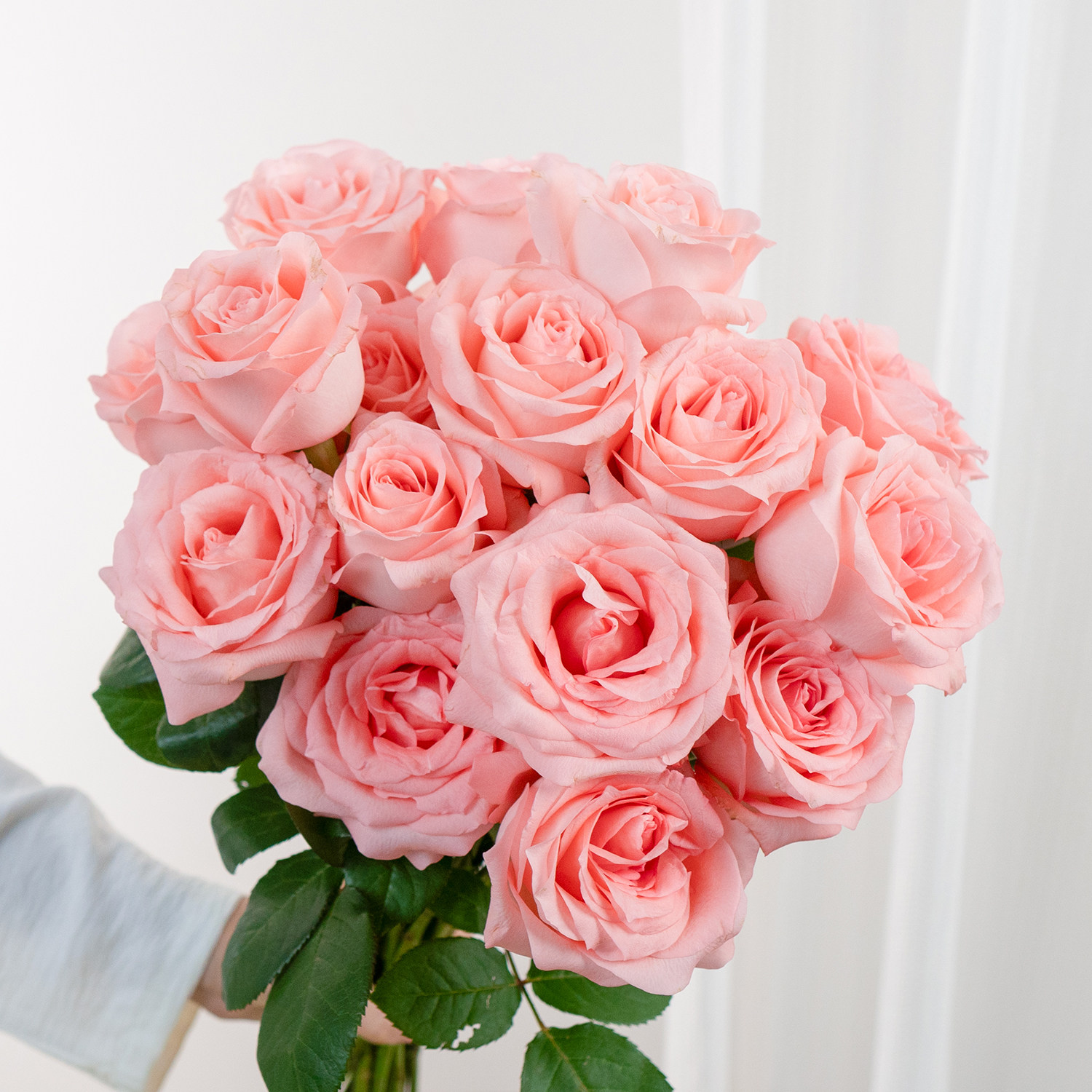 戴安娜玫瑰花鲜花云南基地直发鲜切花家用插花水养花束洋桔梗,淘宝优惠券,粉丝福利购,淘宝优惠卷