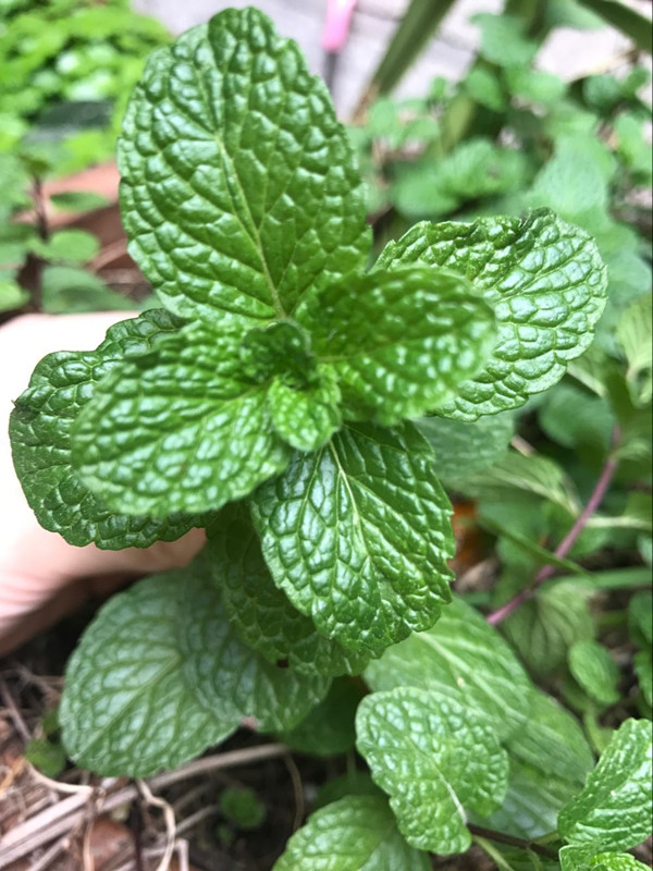 收缩毛孔晒后修复 控油 花水清爽 新鲜薄荷饱和纯露 收缩毛孔晒后修复 控油 花水清爽 新鲜薄荷饱和纯露