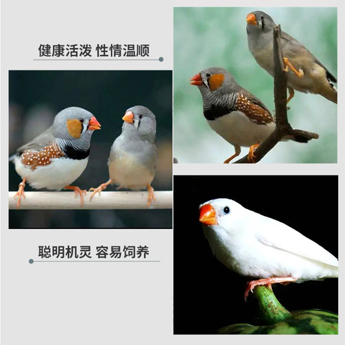 珍珠鸟活体宠物灰白珍珠文鸟十姐妹保姆种鸟繁殖小幼鸟袖珍鸟 - 图0