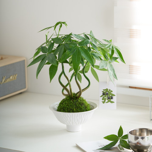奇趣发财树苔藓球水培植物办公室内客厅招财绿植好养耐活造型摆件 - 图1