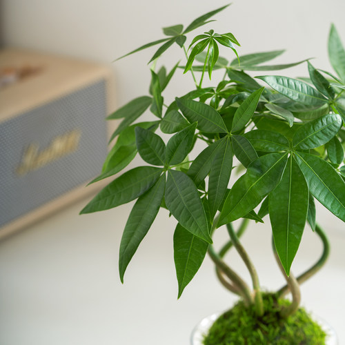 奇趣发财树苔藓球水培植物办公室内客厅招财绿植好养耐活造型摆件 - 图3