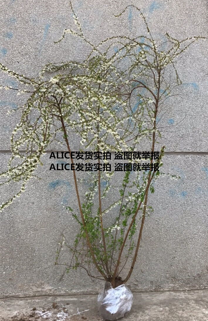 雪柳图片盆景,雪柳盆景图片,雪柳盆栽图片_大山谷图库