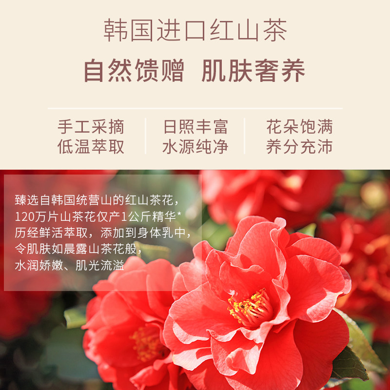 韩国somang /所望红山茶花精油乳 所望身体乳/霜