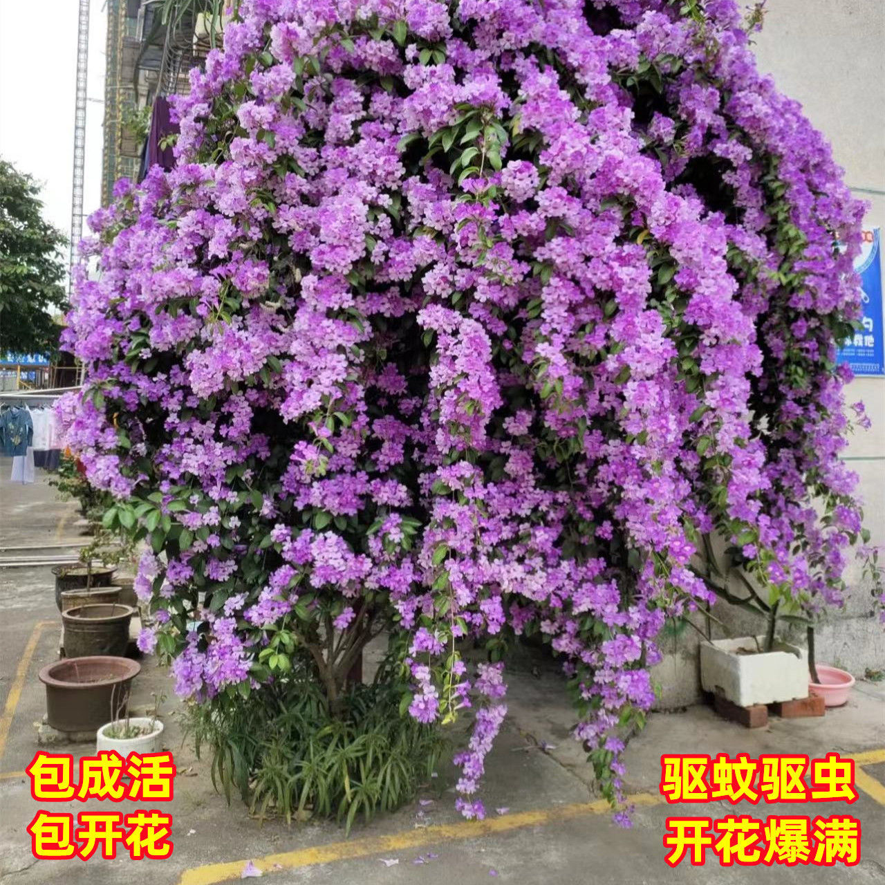 爬藤植物蒜香藤花苗紫铃藤盆栽四季开花庭院攀援耐寒耐热驱蚊花卉 - 图1