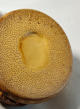 精品纯手工雕刻竹根松枝底座摆件