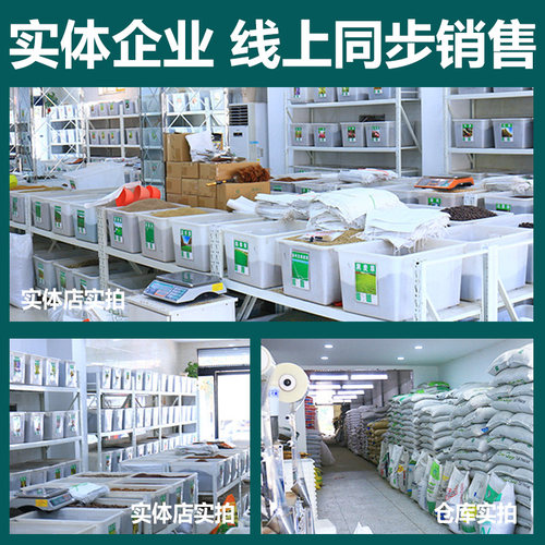 进口草坪种子草籽四季常青庭院绿化护坡马尼拉草皮草子黑麦草种子 - 图1
