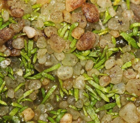 食虫植物-索菲利亚狸藻 Utricularia trichophylla 高级 稀有 - 图2