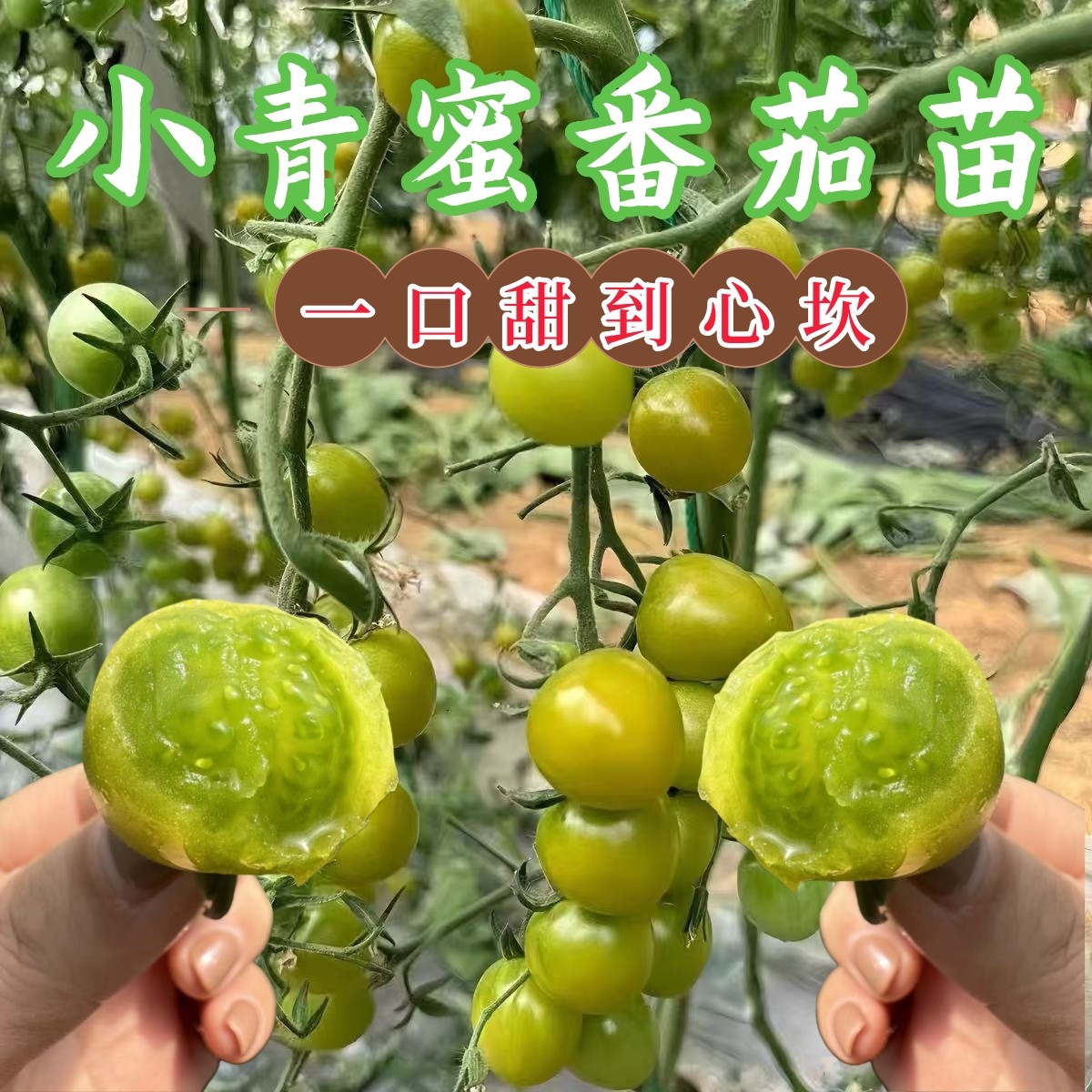 小青蜜番茄苗纯甜无酸西红柿圣女果苗绿番茄种苗阳台盆栽蔬菜苗,淘宝优惠券,粉丝福利购,淘宝优惠卷