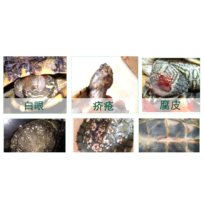 乌龟专用药白眼不吃肺炎肠炎浮水壳发白真菌腐皮烂甲巴西草龟非药 - 图0