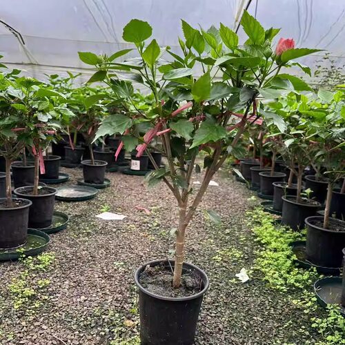 嫁接多色重瓣木槿花扶桑盆栽朱槿牡丹好养活室内阳台庭院绿植花卉 - 图2