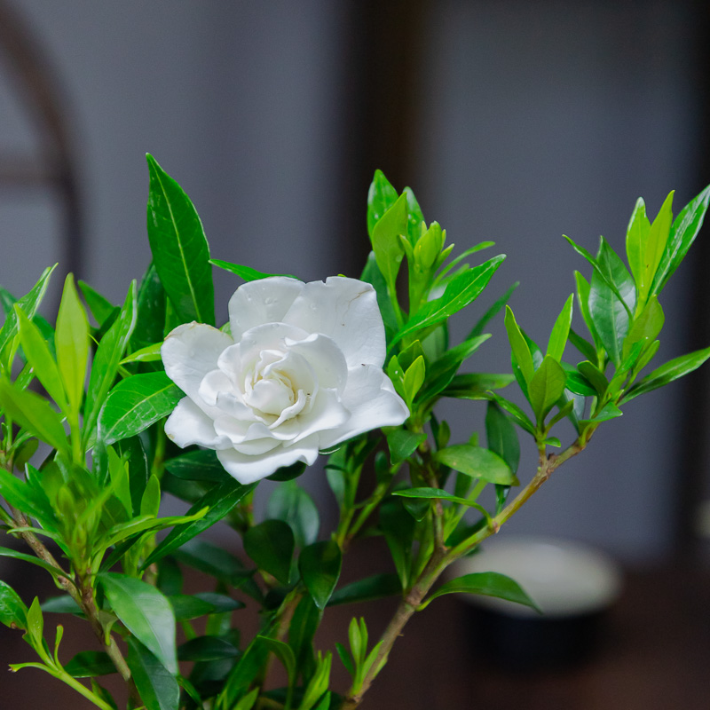 小叶栀子花盆栽四季盆栽植物室内好养办公室桌面带盆景开花小绿植 - 图2