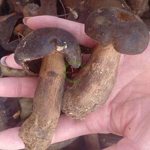 25年现货新鲜野生黑牛肝菌2斤云南特产蘑菇野生菌 鲜大脚菇黑见手 - 图0