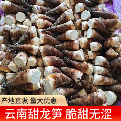 云南甜笋5斤 新鲜甜龙笋思茅普洱生吃水果竹笋鲜嫩春笋头蔬菜雷笋 - 图0