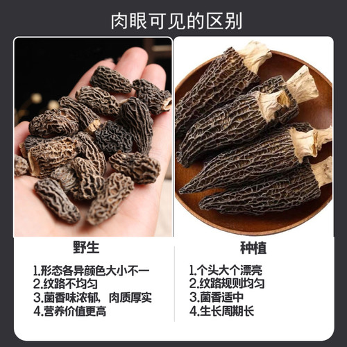 野生羊肚菌干货50g黑羊肚蘑全剪柄尖角羊肚菇云南特产野生菌包邮 - 图2