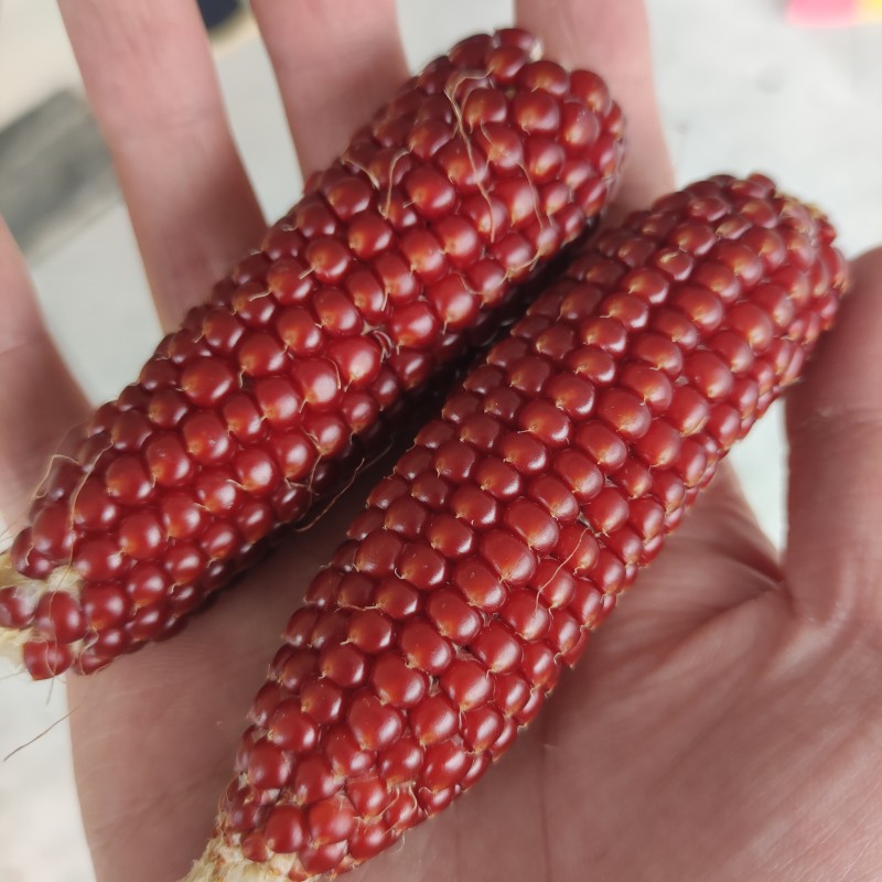 传统老品种爆裂红玉米农家贵州特产干玉米粒可爆玉米花 - 图1