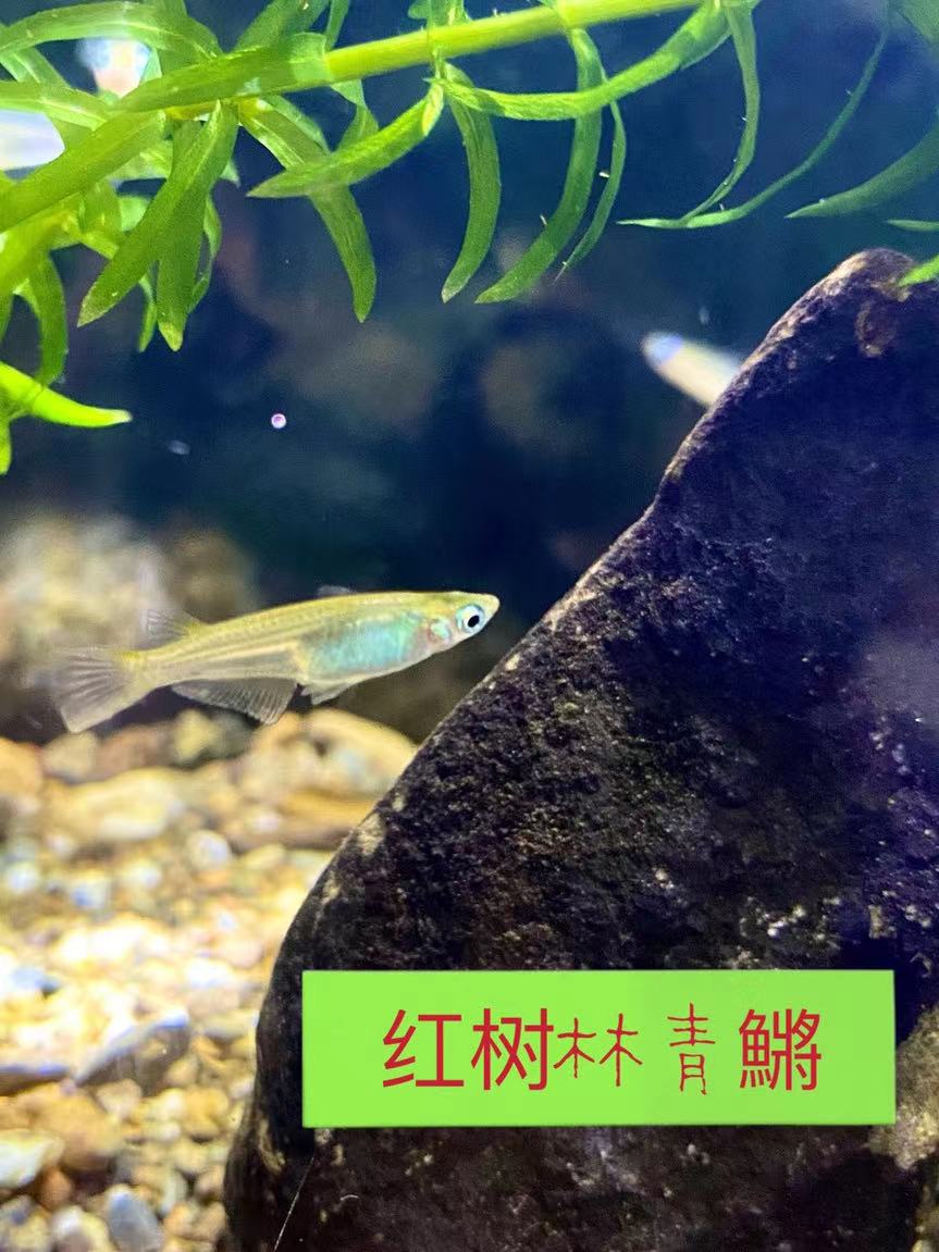 红树林青鱂桂系青鱂弓背原生鱼耐寒耐热淡水群游蓝眼水精灵除油膜-图2