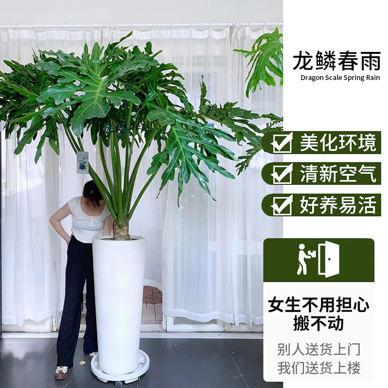 龙鳞春羽老桩盆栽室内大型绿植北欧网红室内客厅吸甲醛观叶植物-图0