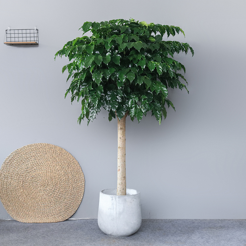 幸福树盆栽大型绿植单杆平安树绿宝室内吸甲醛招财办公室客厅植物,淘宝优惠券,粉丝福利购,淘宝优惠卷