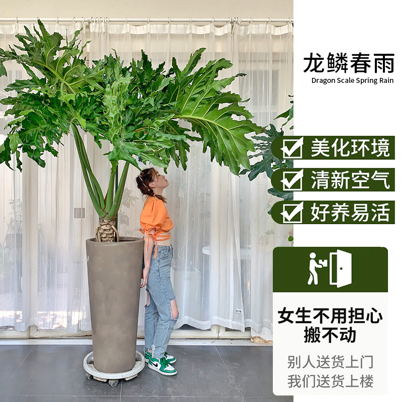 龙鳞春羽老桩盆栽室内大型绿植北欧网红室内客厅吸甲醛观叶植物-图2