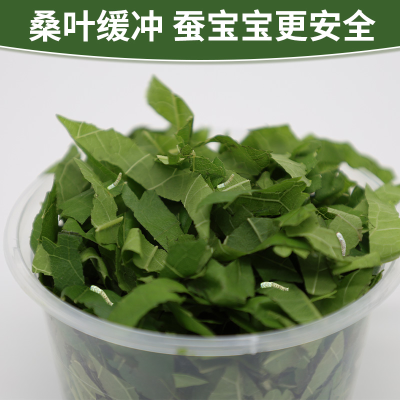 【耕耘严选】蚕宝宝活体天然彩茧蚕大小蚕1-4龄可选送饲养盒包活 - 图1