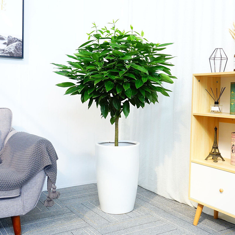 平安树盆栽植物室内大客厅办公室植物吸甲醛净化空气平安树绿植