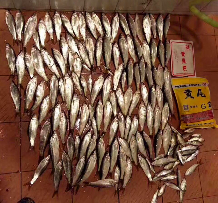 黄尾巴 黄尾巴打底窝料 窝颗粒饵料鲮鲴红青尾密鲴翘嘴钓鱼饵 老 G G 黄尾巴 黄尾巴打底窝料 窝颗粒饵料鲮鲴红青尾密鲴翘嘴钓鱼饵 老 G G