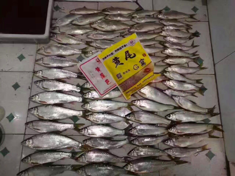 黄尾巴 黄尾巴打底窝料 窝颗粒饵料鲮鲴红青尾密鲴翘嘴钓鱼饵 老 G G 黄尾巴 黄尾巴打底窝料 窝颗粒饵料鲮鲴红青尾密鲴翘嘴钓鱼饵 老 G G