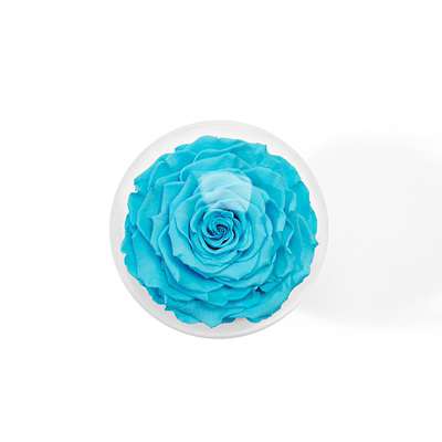 Roseonly永生玫瑰十二星座守护色永生花音乐球礼盒 虎窝淘