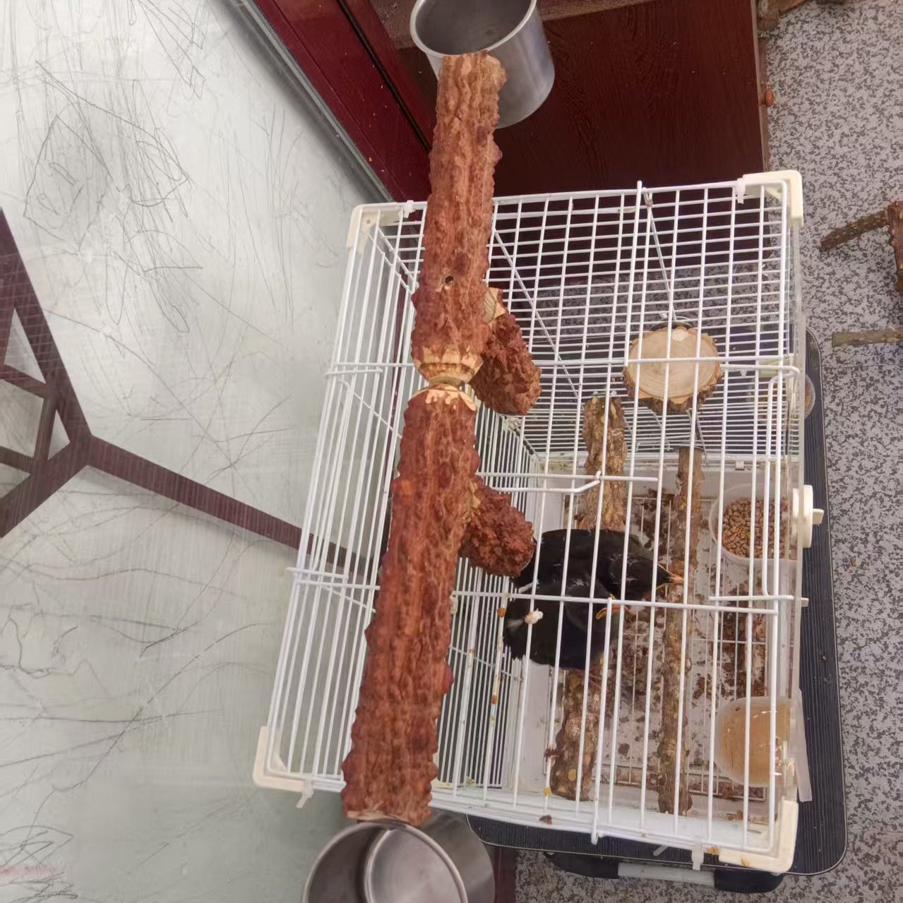 Parrot myna training stand