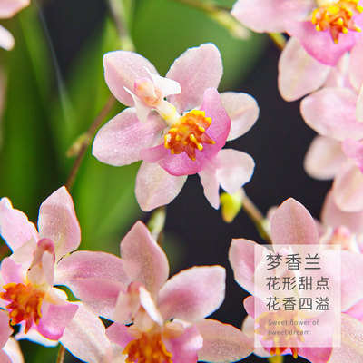 文心兰君子兰盆栽蝴蝶兰带花泼墨石斛兰室内花卉植物建兰观花绿植 虎窝淘