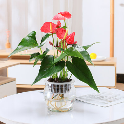 水培红掌盆栽白掌绿萝植物室内花卉水养好养一帆风顺鸿运当头绿植 虎窝淘