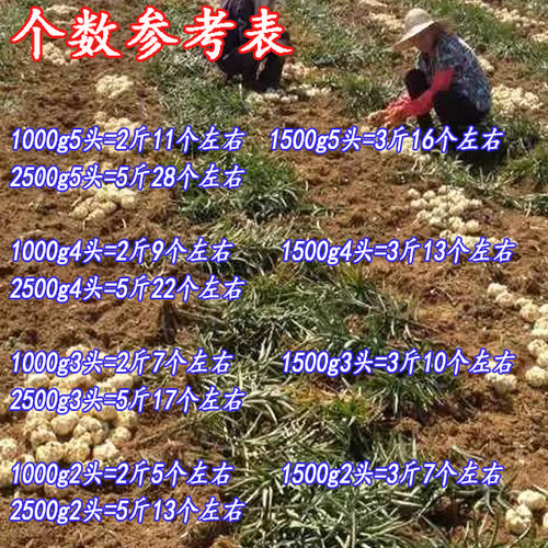 2026宜兴新鲜百合5斤现挖包邮苦味纯农家食用大白合3斤2斤百合 - 图0
