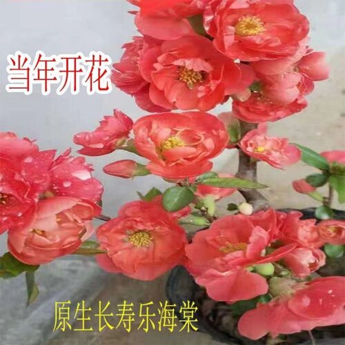 原生海棠树苗世界一号海棠花苗大富贵长寿乐海棠庭院绿植阳台花卉 - 图1