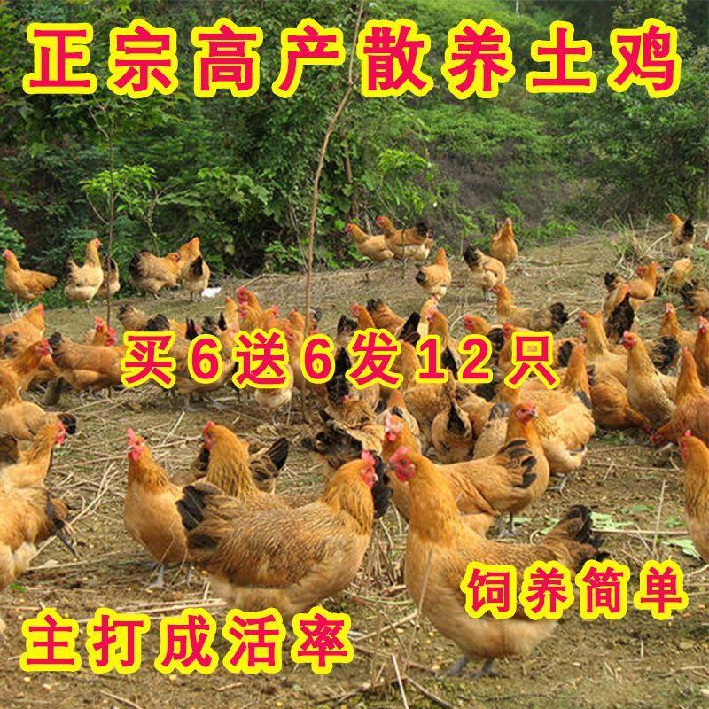 活体家养小鸡半斤鸡产蛋王土鸡青脚鸡大品种鸡产蛋王鸡下蛋母鸡 - 图0