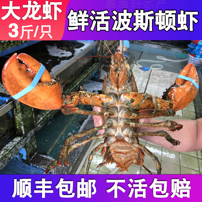 波士顿龙虾3斤海鲜鲜活 水产进口特大波龙澳洲超大青暴波斯顿包邮 - 图0