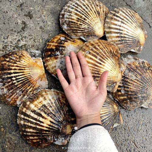 上海4两-1斤一只鲜活扇贝王野生海鲜新鲜大连獐子岛水产超大扇贝 - 图2