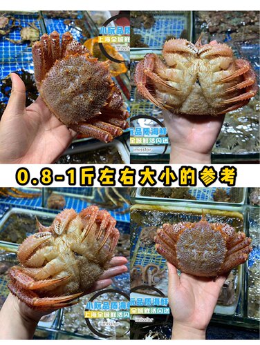 北海道红毛蟹一斤 鲜活螃蟹野生进口海鲜毛蟹现货帝王蟹闪送顺丰 - 图1