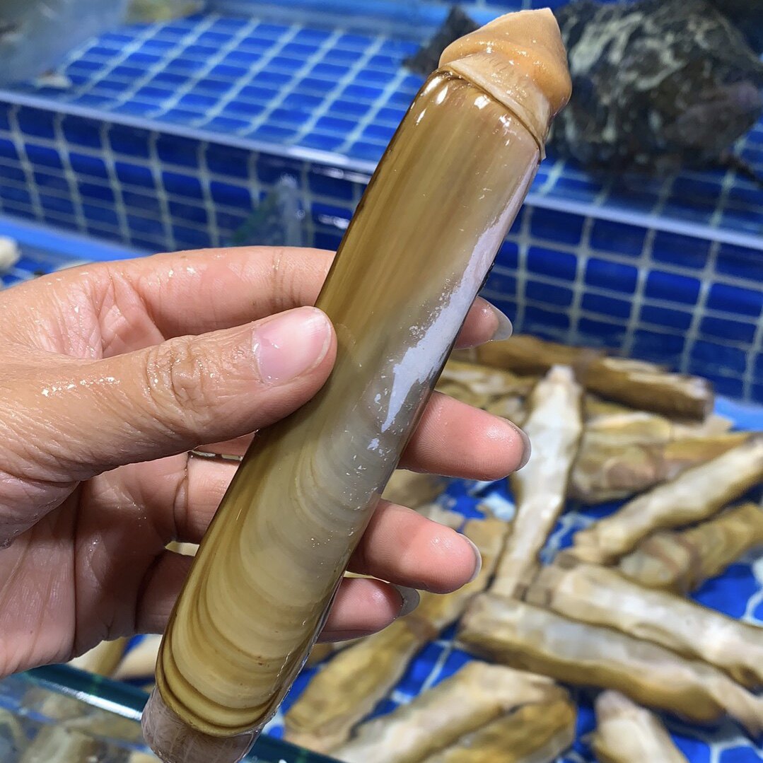 上海闪送新鲜竹蛏王 大连超大蛏子王海鲜水产大号蛏子王500g顺丰