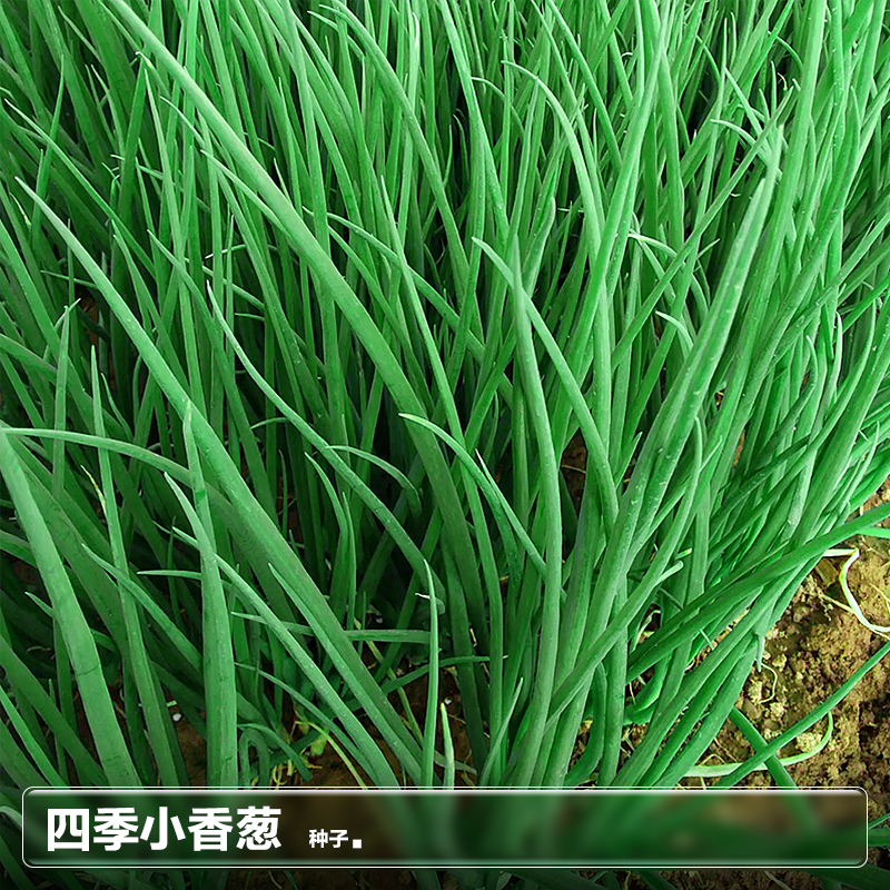 四季小香葱种子籽葱头秋季葱种阳台盆栽小葱种植分葱蔬菜种籽孑子-图0