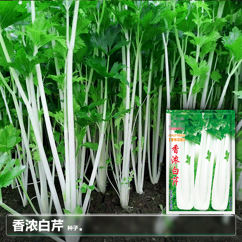 空心白芹菜种子种籽四季小香芹苗阳台春季种植盆栽蔬菜籽种孑大全 - 图2