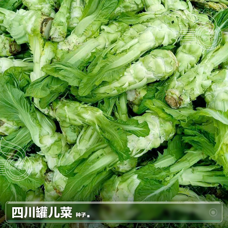 四川罐儿菜种子芥菜种籽子青菜头四季种植秋后秋季蔬菜籽种孑大全,淘宝优惠券,粉丝福利购,淘宝优惠卷