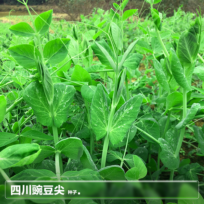 四川香豌豆尖苗麻豌豆颠种籽种子水培芽苗菜秋季种植蔬菜种孑大全-图0