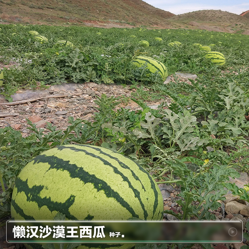 懒汉冰糖西瓜种籽大西瓜麒麟种子种植家庭小盆栽四季蔬菜种孑大全 - 图2