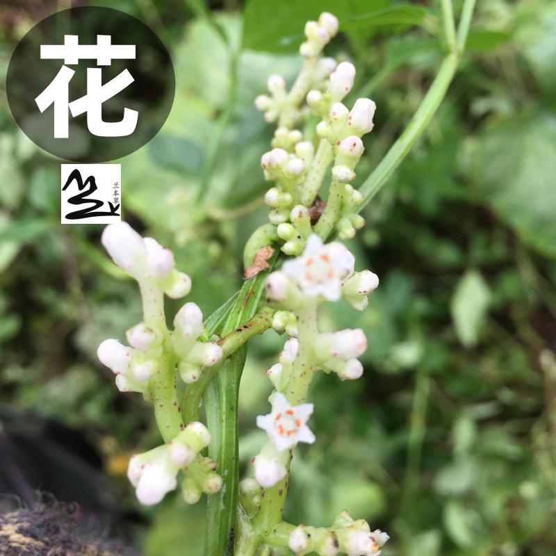 野外无根藤 无头藤 金丝藤 罗网藤 晒干无根草  新鲜菟丝子中草药 - 图1