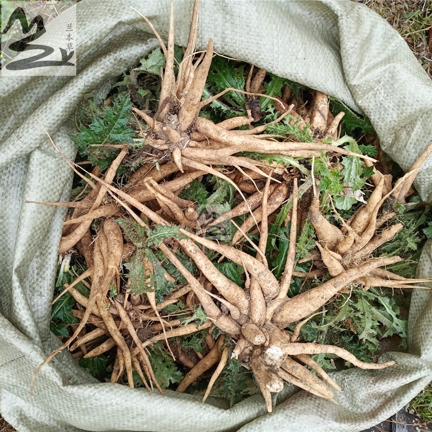 野外晒干大蓟根刺蓟马蓟虎蓟内叶刺头中药材大蓟根干货250克500克-图1