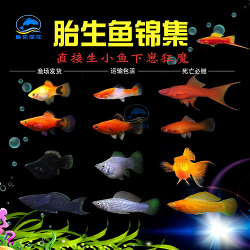 胎生鱼玛丽皮球好养耐活热带观赏鱼米奇红剑箭易繁殖月光下崽狂魔 - 图1