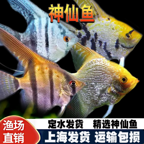 神仙鱼秘鲁燕子鱼热带鱼观赏鱼活体鱼三色神仙熊猫神仙水族新手鱼 - 图0